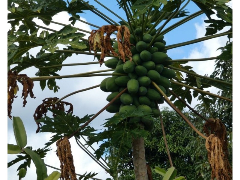 86 Simpsons Road, Bullyard QLD 4671