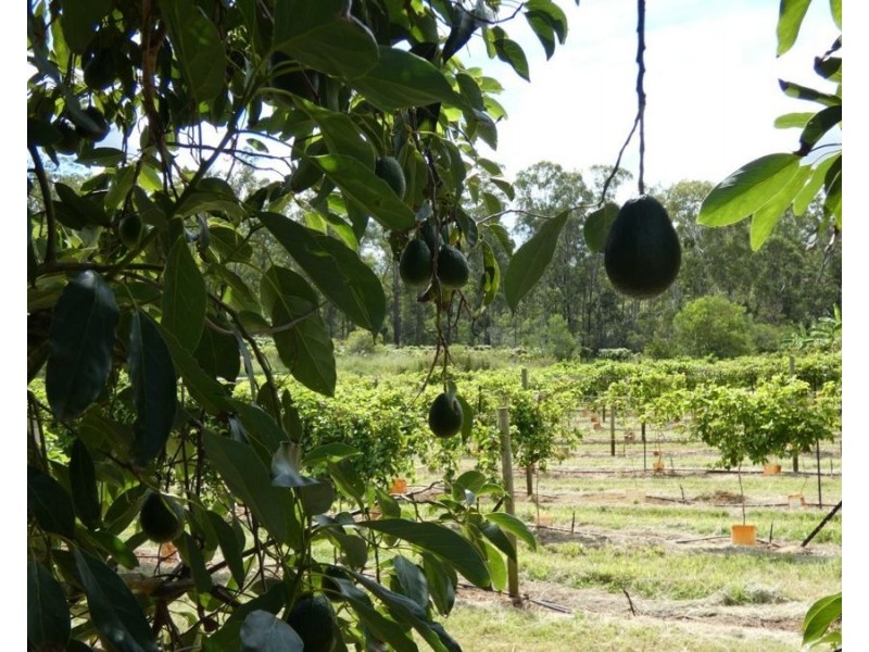 86 Simpsons Road, Bullyard QLD 4671