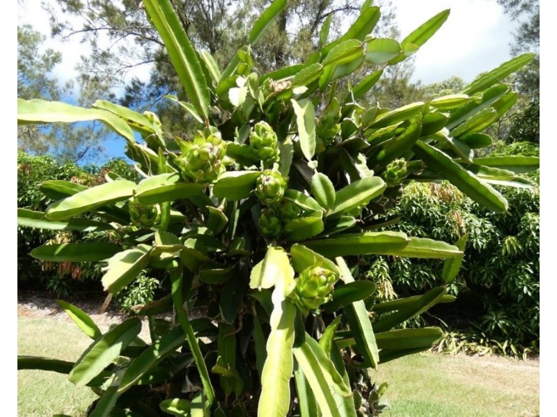 86 Simpsons Road, Bullyard QLD 4671