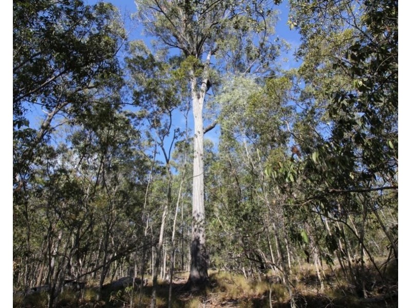 923 Winfield Road, Winfield QLD 4670