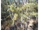 Lot 94 Fernfield Road, Deepwater QLD 4674