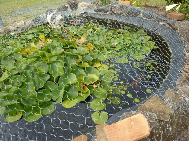 61 Burnett Heads Road, Burnett Heads QLD 4670