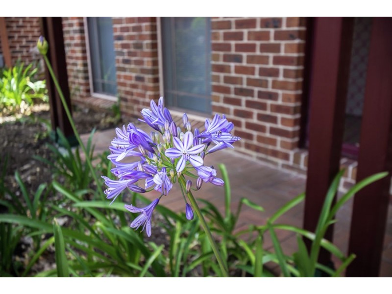 13/7 Kenworthy Street, Dundas NSW 2117