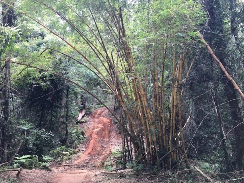 534 Neill Road, Diamond Valley QLD 4553