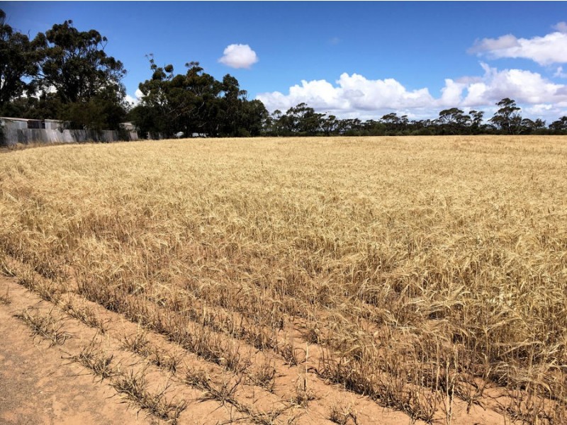 Lot 1 West Park Road, Bute SA 5560