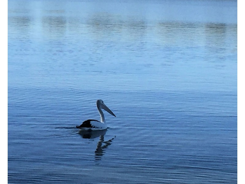 Berth 50 Pelican Drive, MANNUM WATERS, Mannum SA 5238