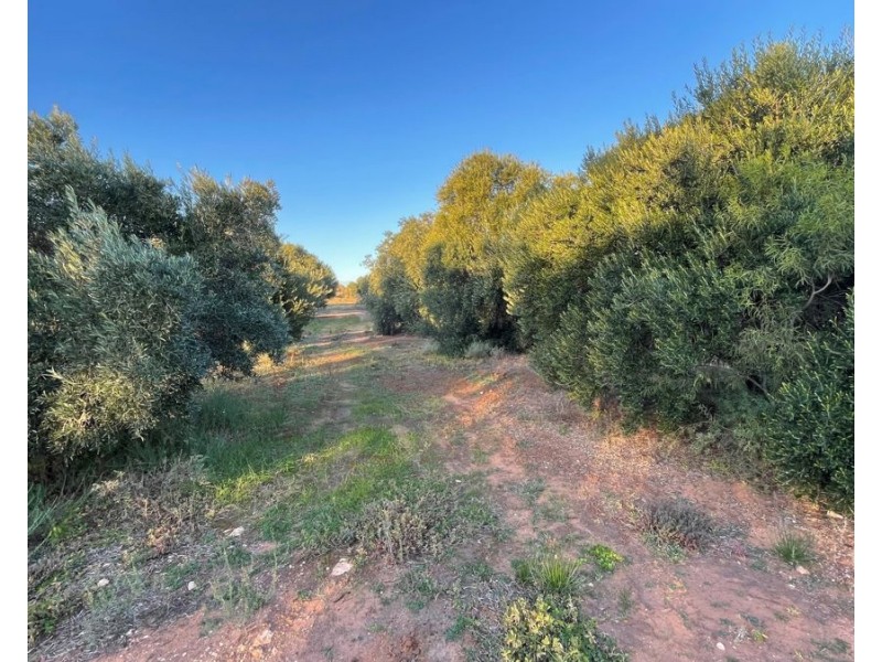 458 Mitchellville Road, Cowell SA 5602