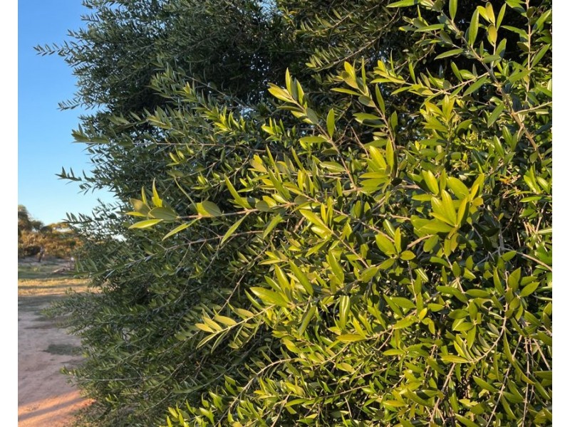 458 Mitchellville Road, Cowell SA 5602