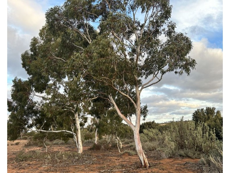 Section 15 Glynn Road, Minbrie SA 5602