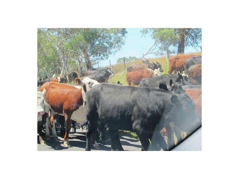 Lot2 DP560448 Kains Cross Road, Krawarree NSW 2622