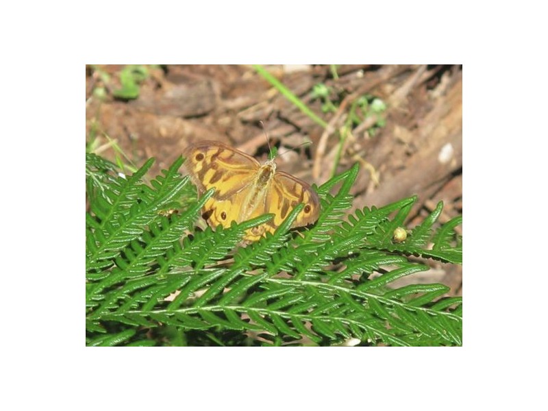 Lot2 DP560448 Kains Cross Road, Krawarree NSW 2622