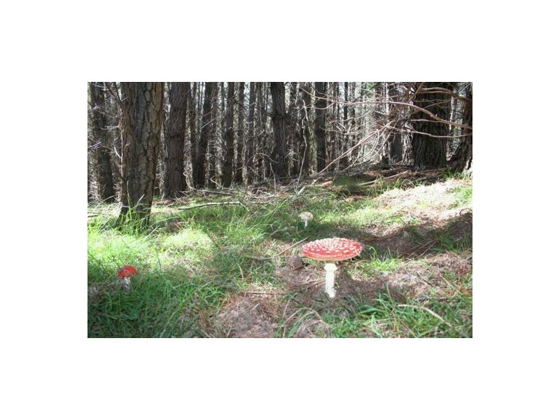 Lot2 DP560448 Kains Cross Road, Krawarree NSW 2622