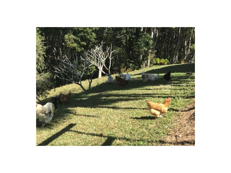 11 Moomba Cresent, Piggabeen NSW 2486