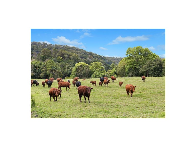 542 Piggabeen Road, Piggabeen NSW 2486