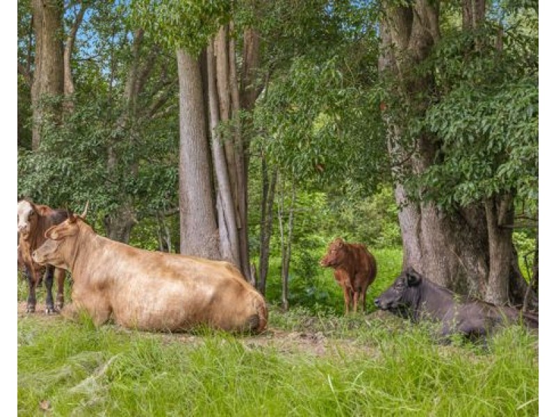 159 BILAMBIL ROAD, Bilambil NSW 2486