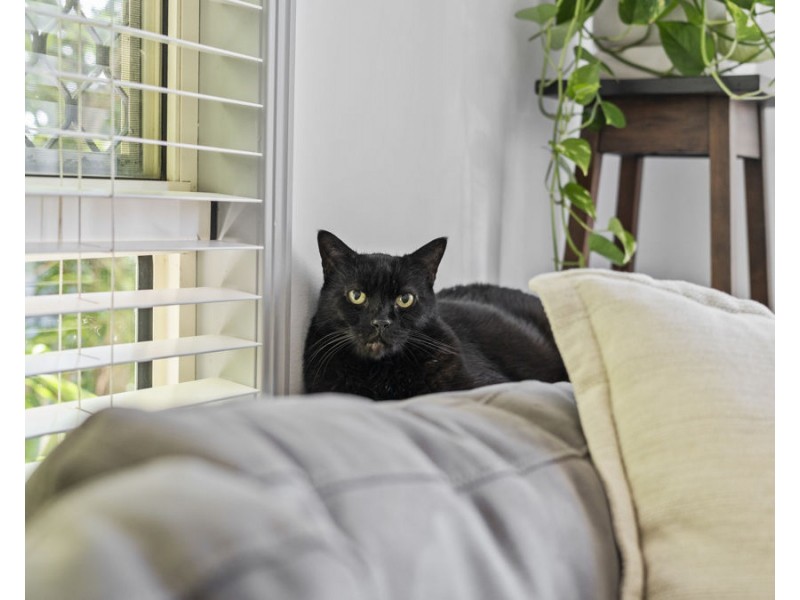 2/63 Hill Crescent, Carina Heights QLD 4152