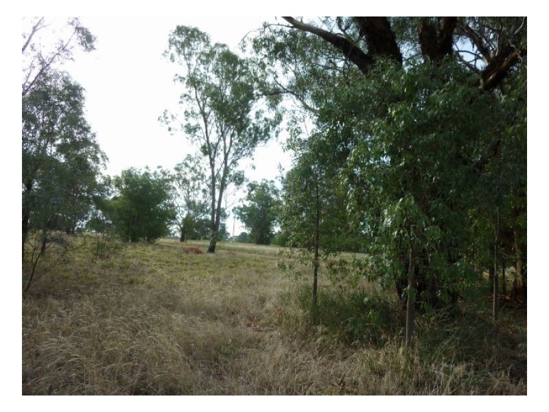 38-40 COREEN ST, Oaklands NSW 2646