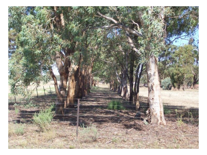 114-119 Woodstock Rd, Berrigan NSW 2712