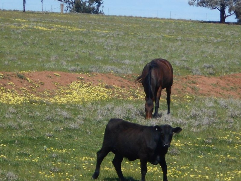 196 Ratcliffs Rd, Berrigan NSW 2712