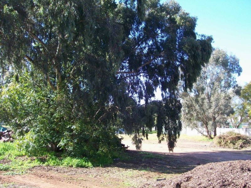 13-15 Young St, Oaklands NSW 2646