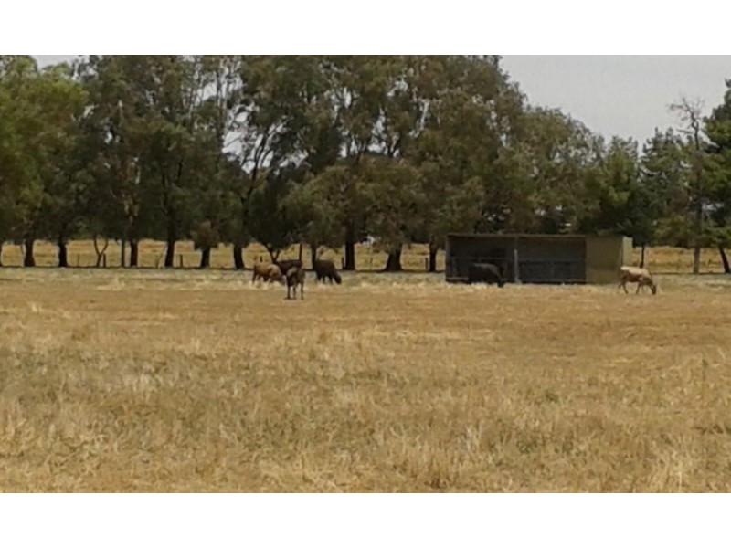“LOCHABAR”, Finley NSW 2713