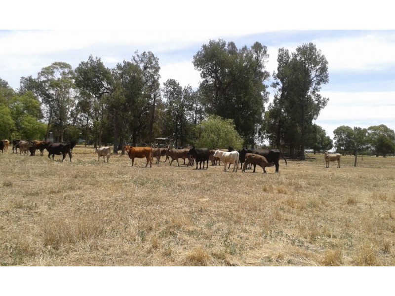 “LOCHABAR”, Finley NSW 2713