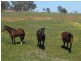 “GREEN HILLS”, Berrigan NSW 2712