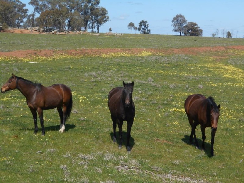 “GREEN HILLS”, Berrigan NSW 2712