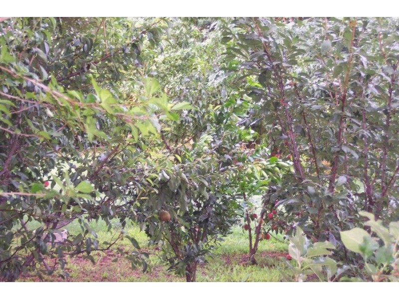 REDUCED PRICE – 2024 Watson Road Tongala Victoria 3621, Tongala VIC 3621