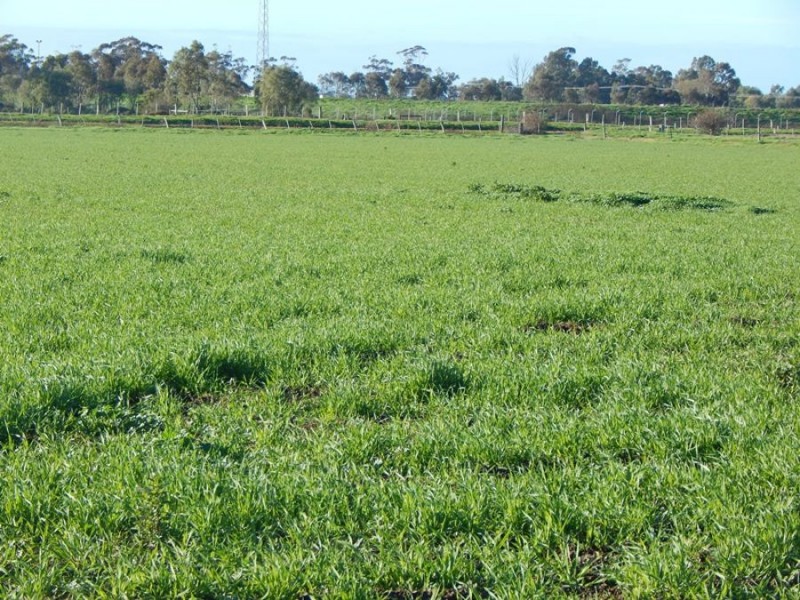 REDUCED PRICE – 2024 Watson Road Tongala Victoria 3621, Tongala VIC 3621