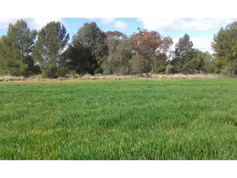 lot 121 Budd St, Berrigan NSW 2712