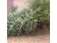 Monomeith Jerilderie Road, Berrigan NSW 2712