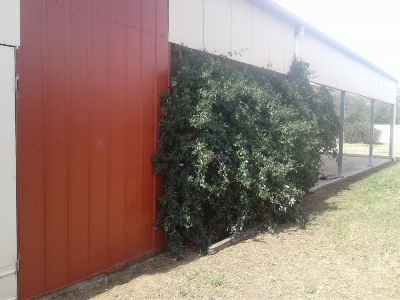 75 Cobram St, Berrigan NSW 2712