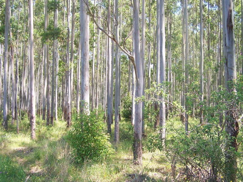 Nabiac NSW 2312