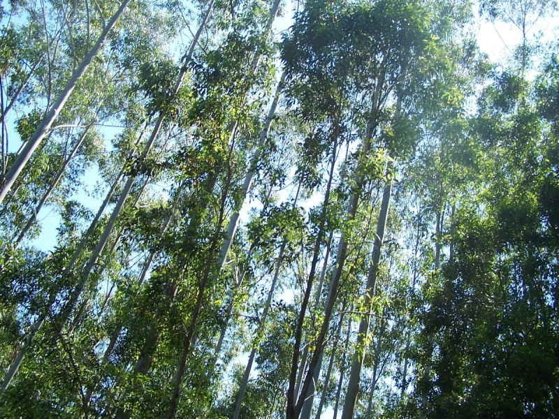 Nabiac NSW 2312