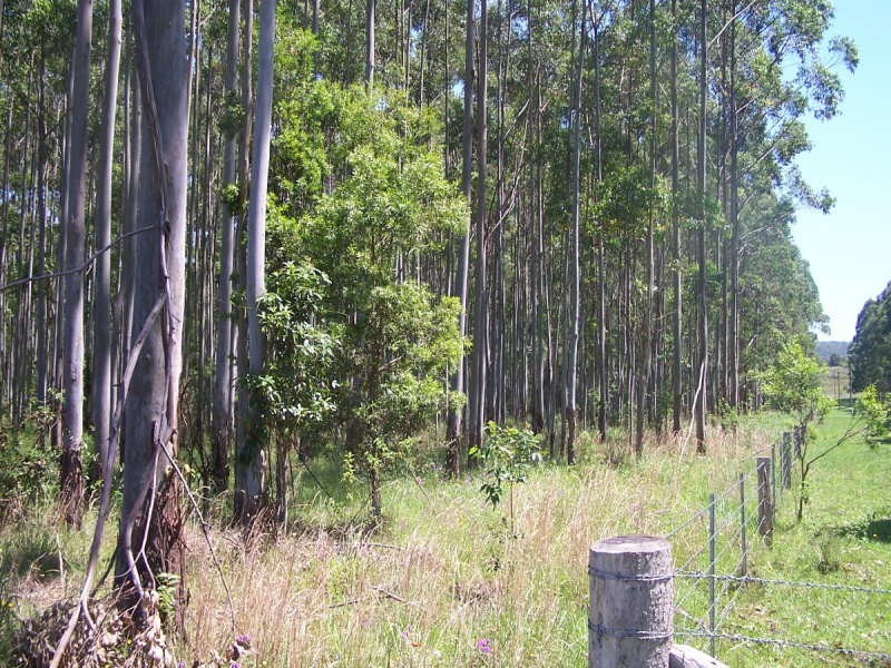 Nabiac NSW 2312