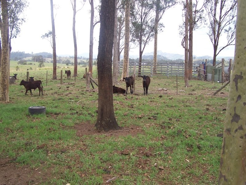 Bunyah NSW 2429