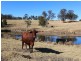 Firefly NSW 2429