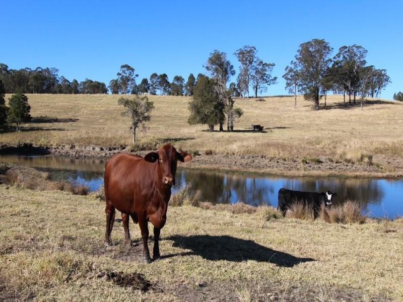 Firefly NSW 2429
