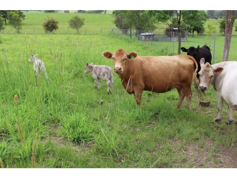 2530 Wallanbah Road, Dyers Crossing NSW 2429