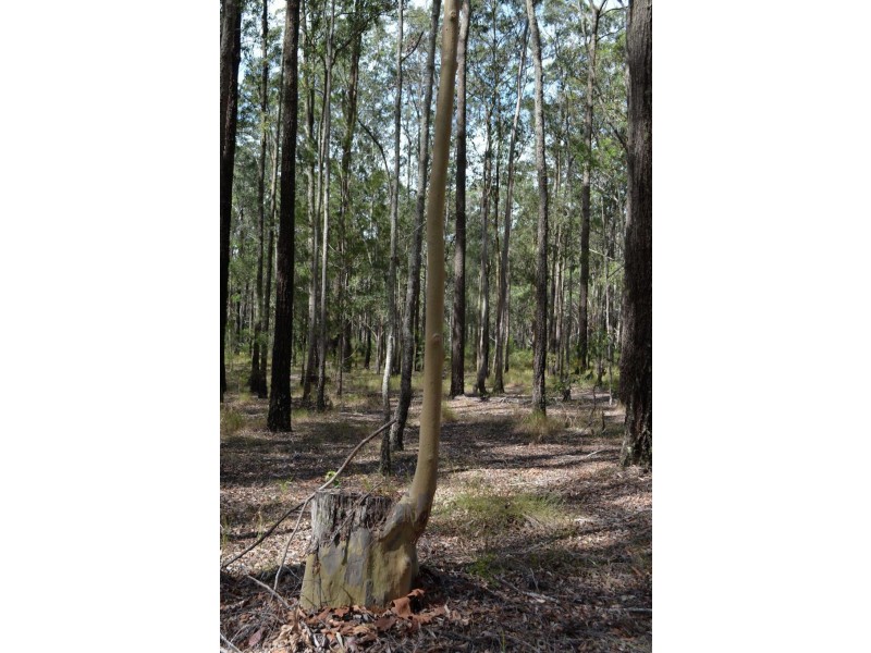 Lot 1 Woodlands Road, Nabiac NSW 2312