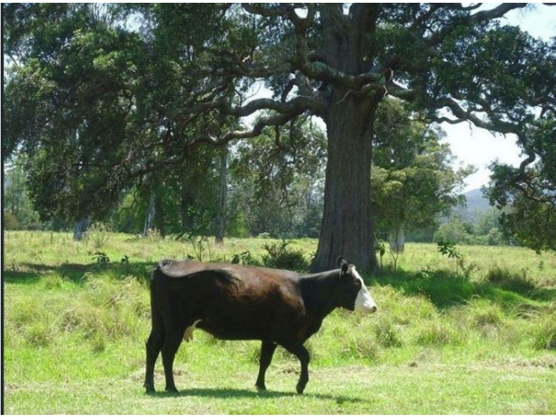 3025 Wallanbah Road, Dyers Crossing NSW 2429