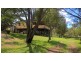 102 Gordon Lane, Mount Morgan QLD 4714