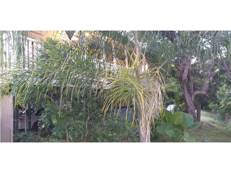 50 Gordon Lane, Walterhall QLD 4714