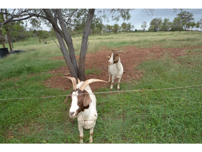 82 Webb Rd, Bouldercombe QLD 4702