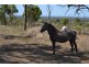 82 Webb Rd, Bouldercombe QLD 4702