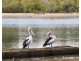 10 Ngaarri Court (Lot 140 Bellbird Estate), Nambucca Heads NSW 2448