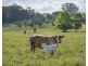 163 Redbank Road, Redbank NSW 2446