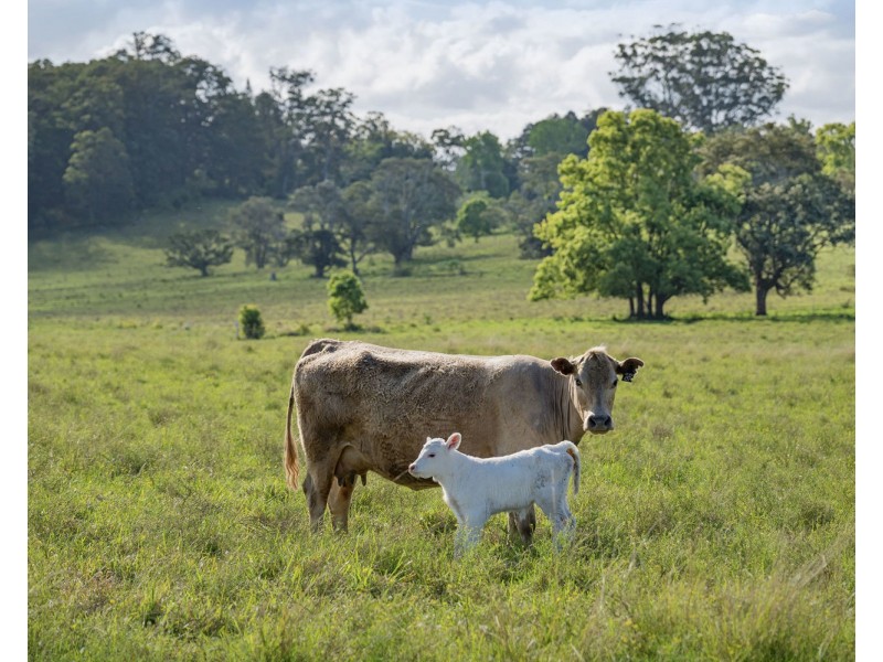 163 Redbank Road, Redbank NSW 2446