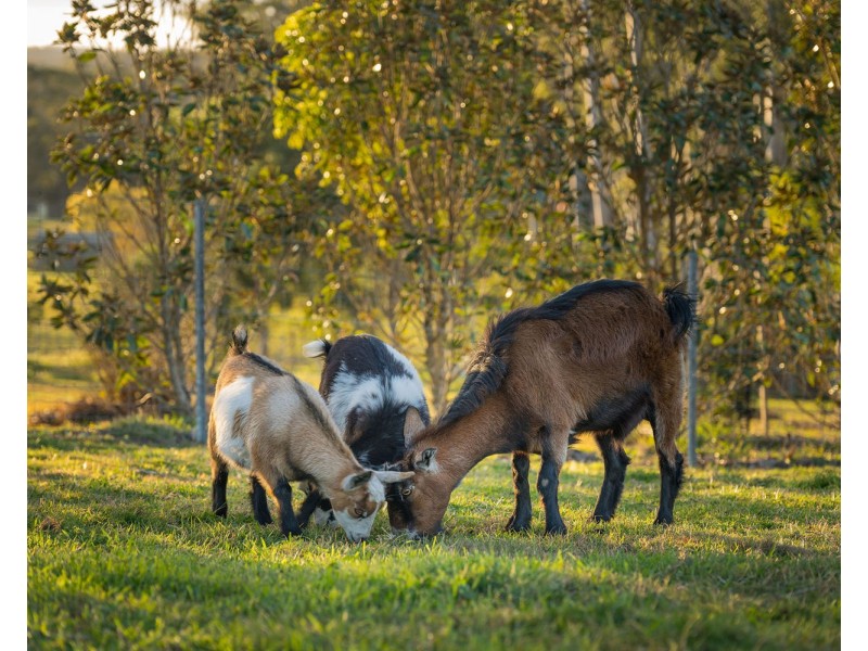 8 Stanley Drive, Beechwood NSW 2446